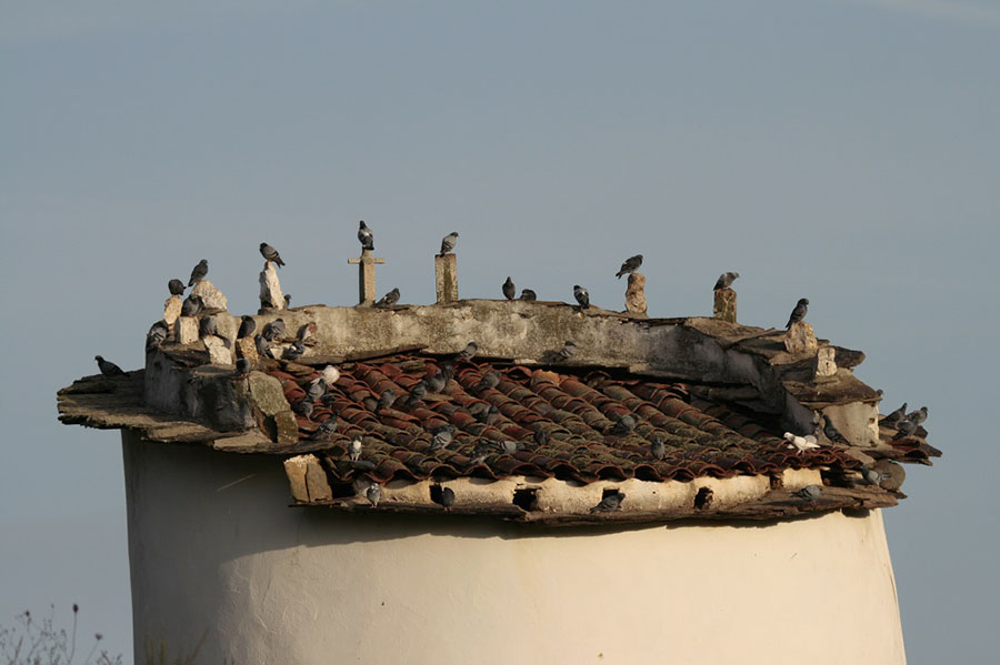 Traditional dovecote: a promoter of biodiversity