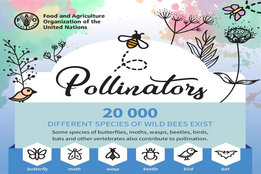 Hoje é o Dia Mundial da Abelha: