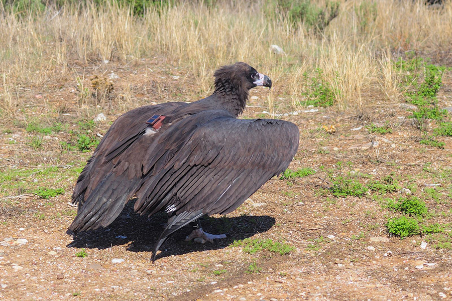 Resgatado do ninho e devolvido � natureza: a hist�ria do abutre-preto 
