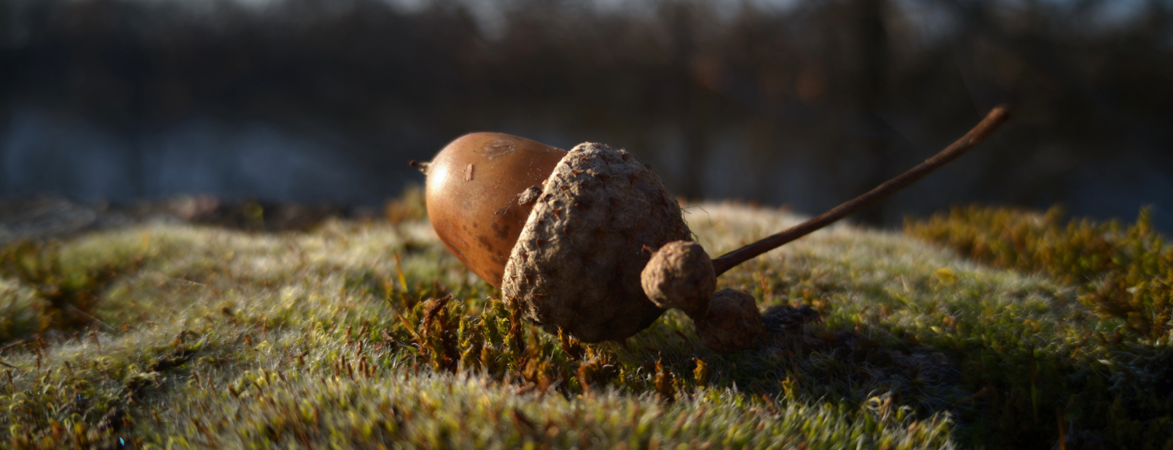 NOVEMBRO PELA FLORESTA