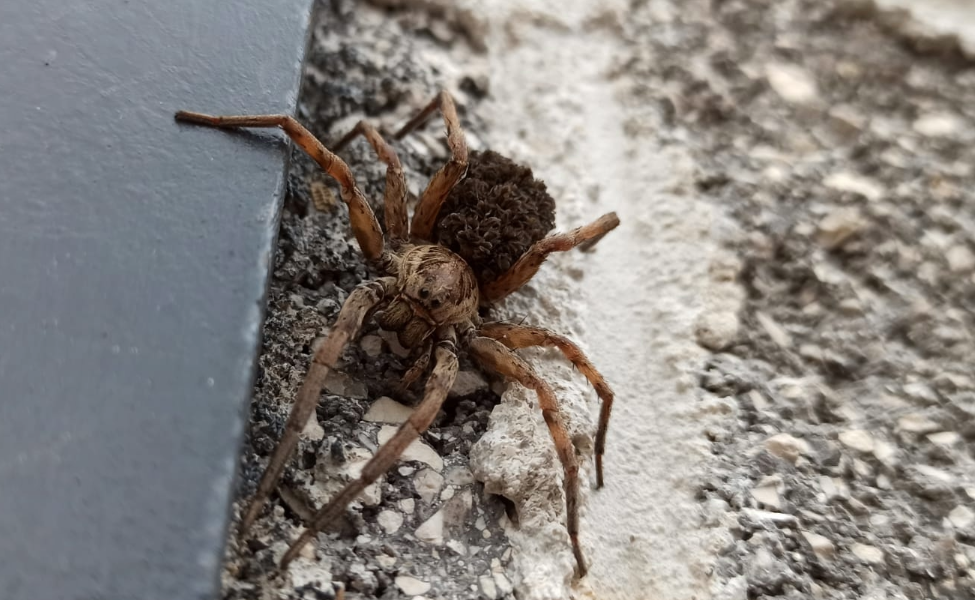 Aranha-lobo fêmea, a super-mãe e exímia caçadora