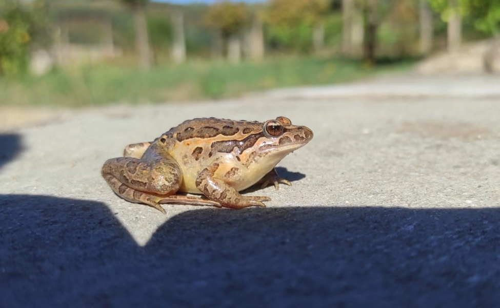 Chama-se rã, mas na verdade é um sapo