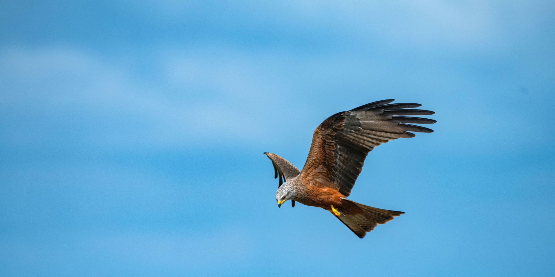 Nature Conservation