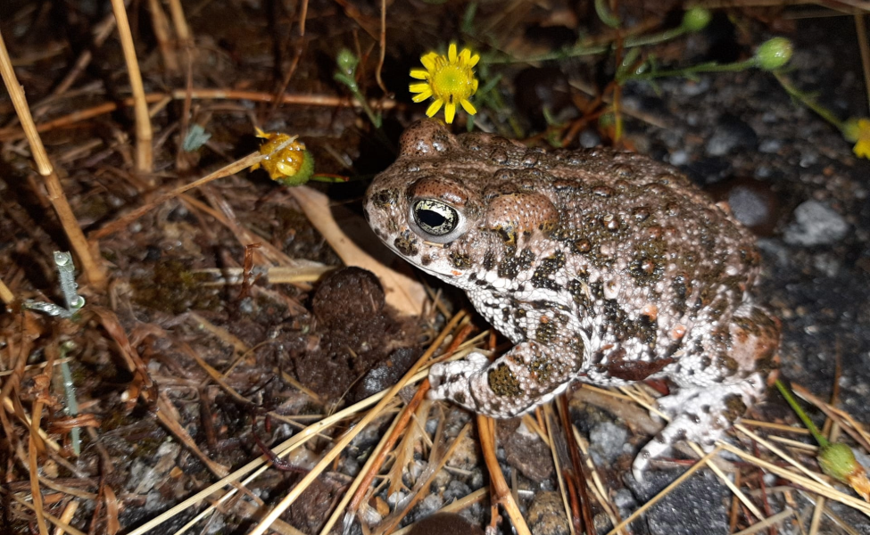 O sapo que corre em vez de saltar