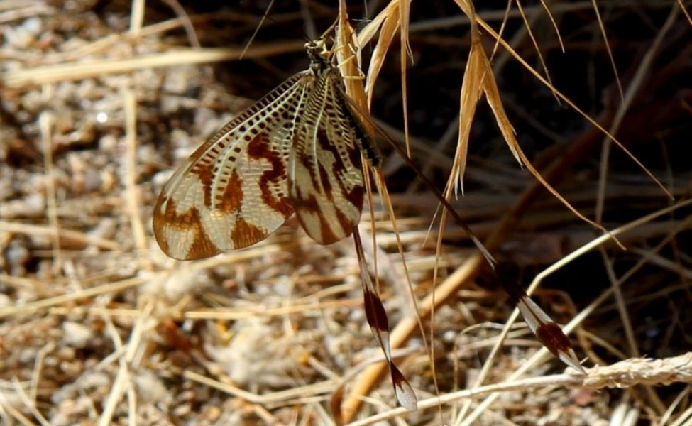 Parece uma borboleta, mas não é