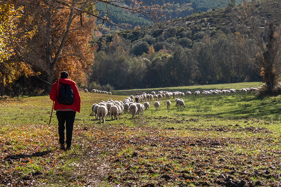 REPORTAGEM O pastor que pastoreia em terra de lobos e aprendeu a conviver com eles