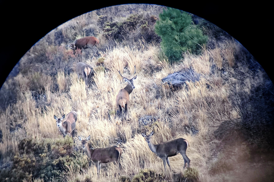 13.º censo de veado no Parque Natural de Montesinho decorre este fim de semana