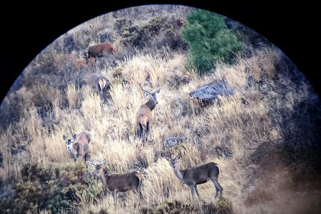 13.º censo de veado no Parque Natural de Montesinho decorre este fim de semana