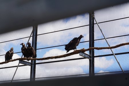 Donativos garantem retorno dos abutres-pretos à estação de aclimatação no Douro Internacional