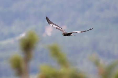 eBird: projeto LIFE SOS Pygargus apela ao registo e partilha de dados para salvar o tartaranhão-caçador da extinção