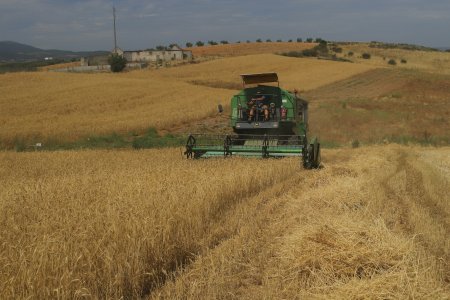 Ensaios de cereais: com campo ceifado, projeto LIFE SOS Pygargus avança para análise dos resultados da colheita