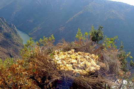Inverno tempestuoso pode ter afetado ninhos de abutre-preto, mas nós já erguemos novos e mais seguros