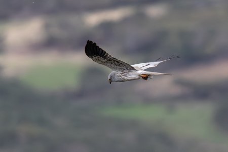 Tartaranhão-caçador: campanha para salvar a espécie da extinção já está no terreno em Portugal e oeste de Espanha