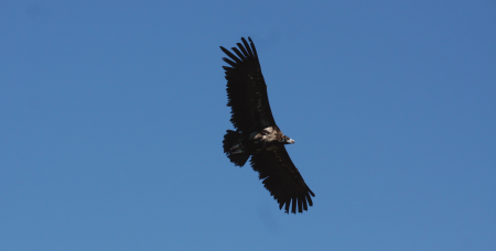 Zimbro, the first black vulture released under the LIFE Aegypius Return project