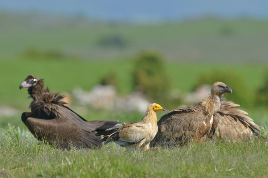 Abutres têm papel vital na natureza e contribuem com milhões de euros para a economia