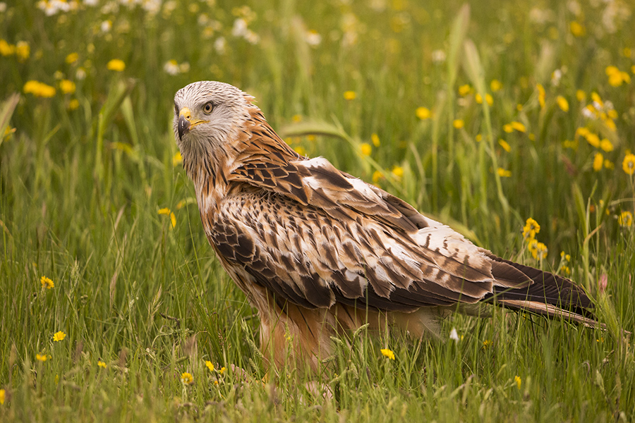 Censo europeu do milhafre-real invernante 2020: Palombar regista mais de 100 indiv�duos e 3 dormit�rios