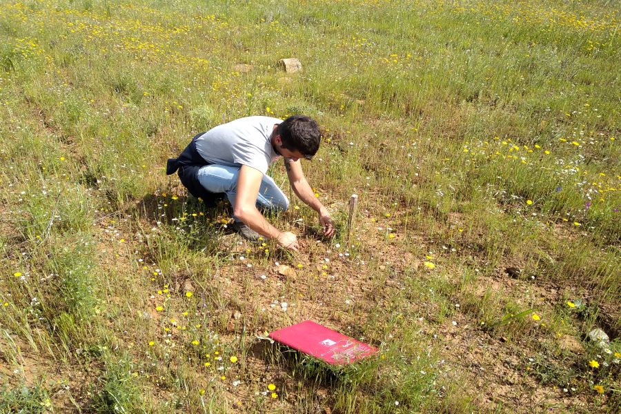 Coelho-bravo: popula��o diminui em zona de ca�a na ZPE Rios Sabor e Ma��s e medidas de gest�o s�o fundamentais