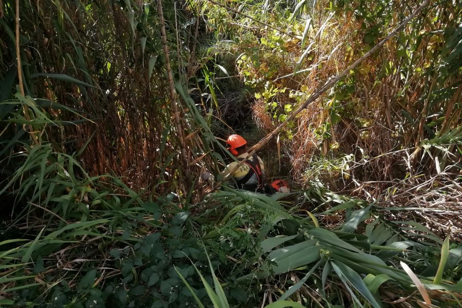 Combate � cana-comum integra a��es da 1.� Semana Nacional sobre Esp�cies Invasoras