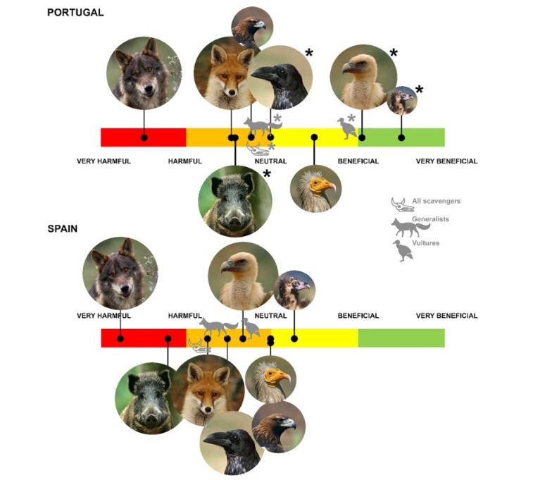 Criadores de gado que deixam cad�veres de animais no campo t�m vis�o mais positiva sobre esp�cies necr�fagas