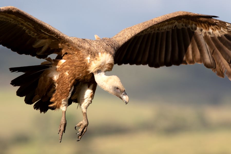 Dia Mundial da Vida Selvagem: grifo devolvido  natureza em ao conjunta da Palombar e ICNF