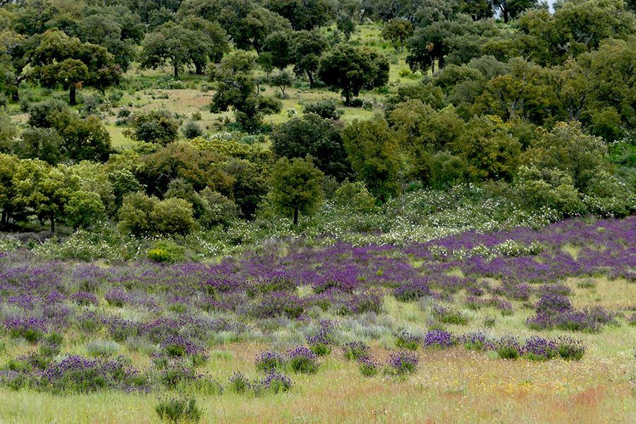 Doze ONG portuguesas pedem ao ministro do Ambiente apoio para criao e implementao de uma lei do restauro da natureza