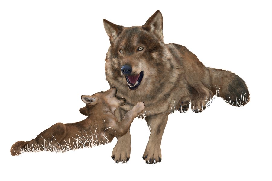 � urgente prorrogar norma transit�ria da legisla��o relativa � indemniza��o de danos causados por lobo-ib�rico e iniciar processo de di�logo