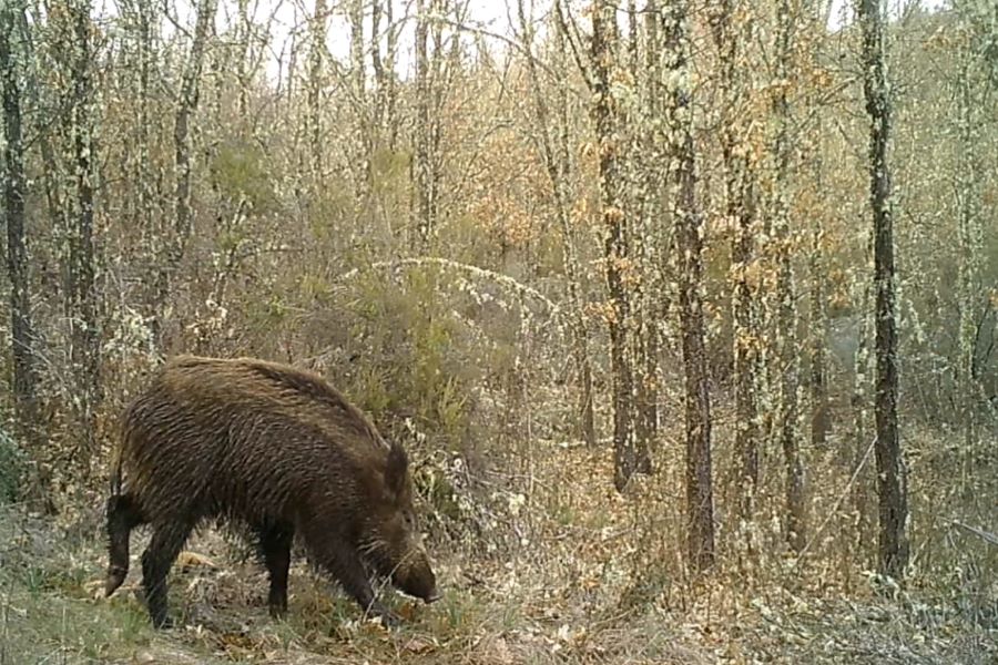ENETWILD: Palombar integra projeto europeu de monitoriza��o populacional e sanit�ria de fauna silvestre