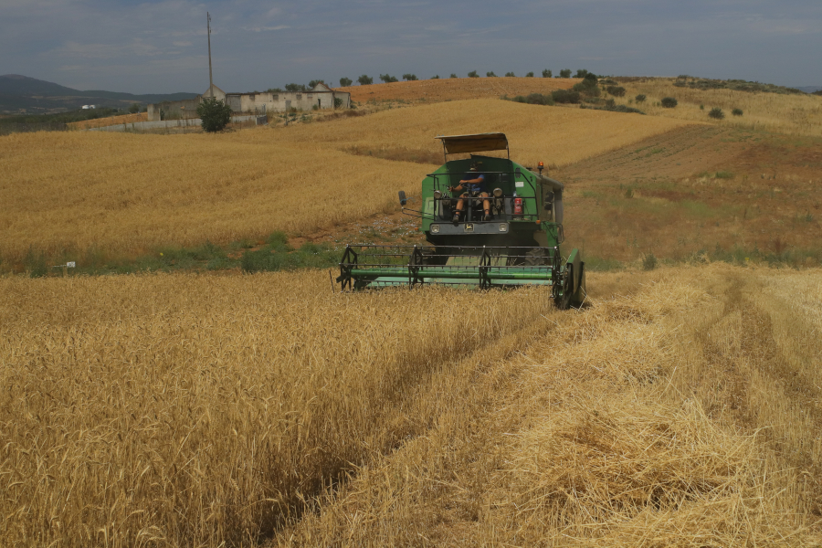 Cereal trials: with the field harvested, the LIFE SOS Pygargus project moves on to analysing the harvest results