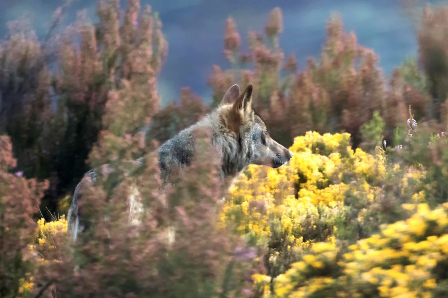 Espanha pro�be ca�a ao lobo-ib�rico em todo o pa�s