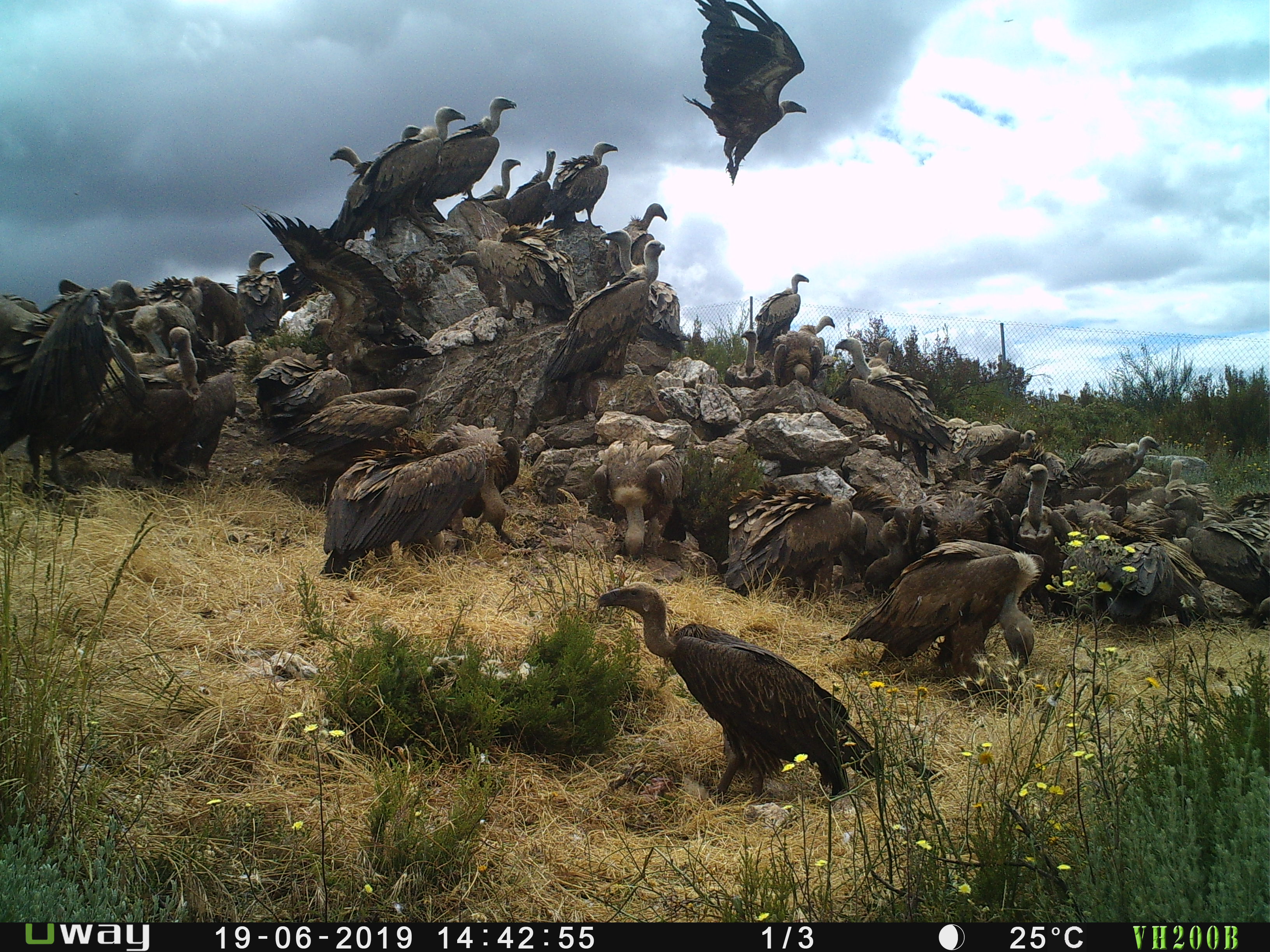 Espcie de abutre africana registada em campo de alimentao para aves necrfagas no Nordeste Transmontano