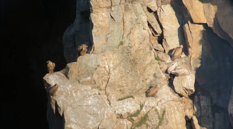 Grifos no PNDI: o nascer das novas gerações