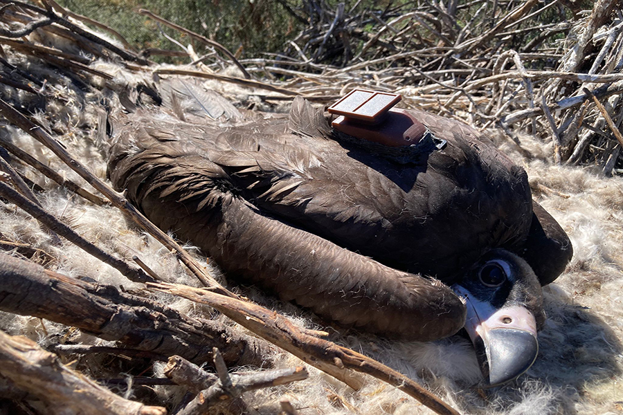 LIFE Aegypius Return: 35 Cinereous Vulture chicks already tagged