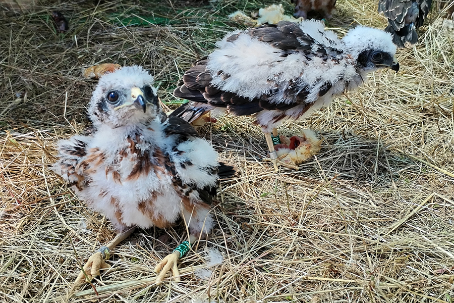Lightsource bp cofinancia projeto LIFE SOS Pygargus de conservação do tartaranhão-caçador