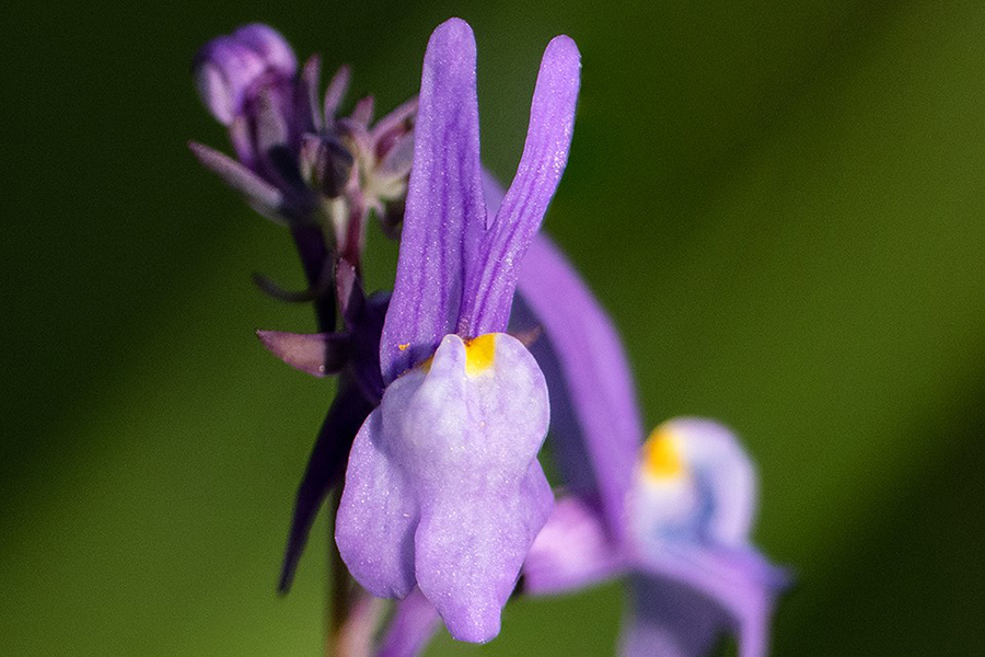 Linaria ricardoi: quando se planeia conservar o que comprovadamente já não existe