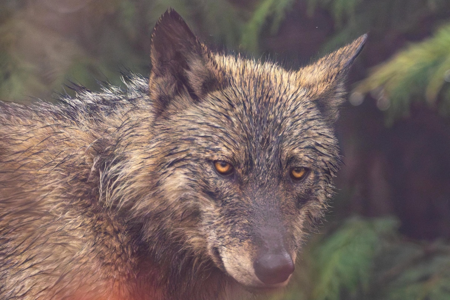 Organizações de ambiente criticam propostas de alteração ao PEPAC que enfraquecem esforços de conservação do lobo-ibérico