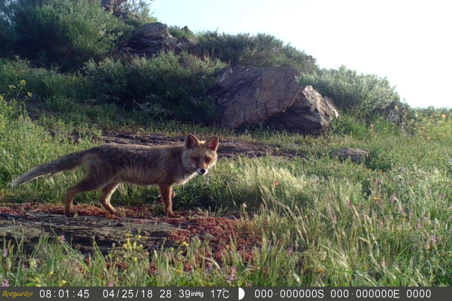 Palombar contribui com dados de ocorr�ncia e distribui��o para o projeto do novo Livro Vermelho dos Mam�feros de Portugal Continental