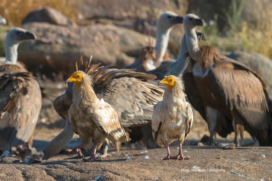 Palombar participa no Dia Aberto de comemoração dos 24 anos do Parque Natural do Douro Internacional