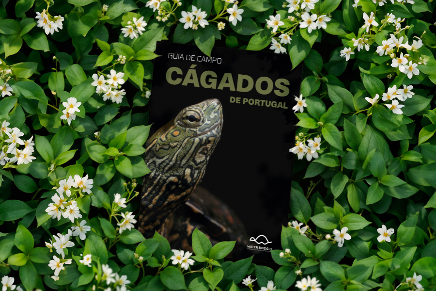 Palombar publica primeiro guia de campo sobre os cágados de Portugal