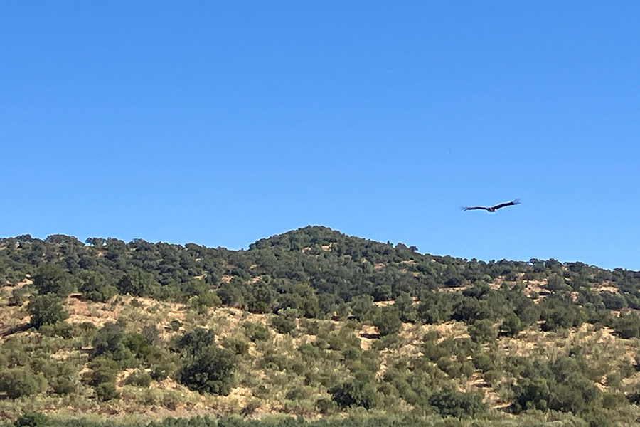 Pousio: o abutre-preto que sobreviveu a um tiro e voltou a abraçar a liberdade