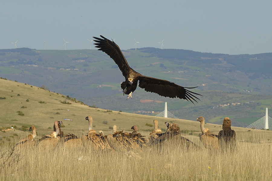 Projeto LIFE Aegypius Return contesta impacto de mega projetos de energia renovável