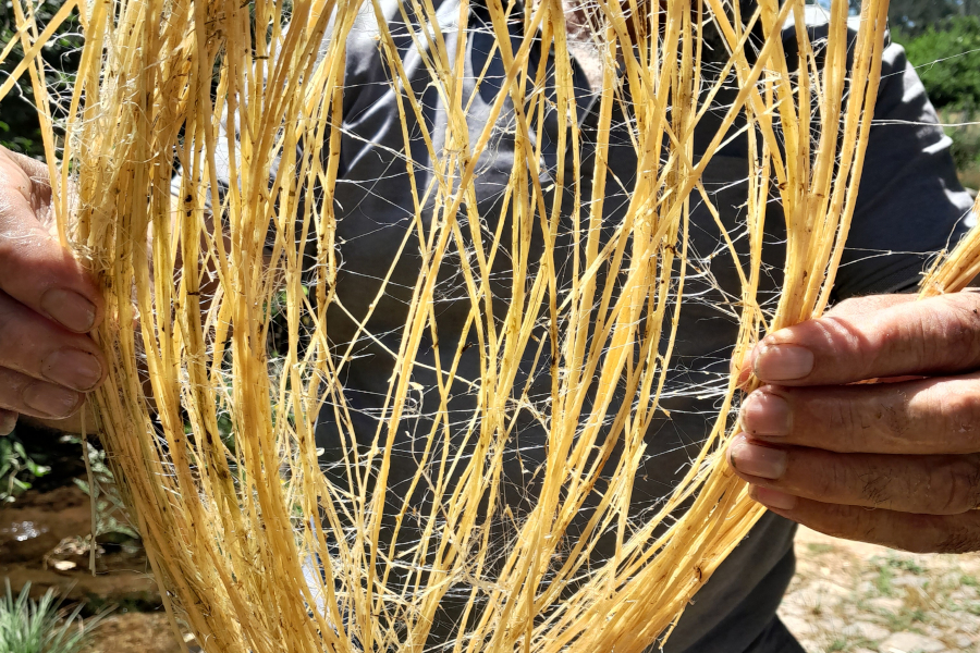 Projeto “Linho a Fio” promove revitalização do cultivo e produção comunitária do linho na Serra da Estrela