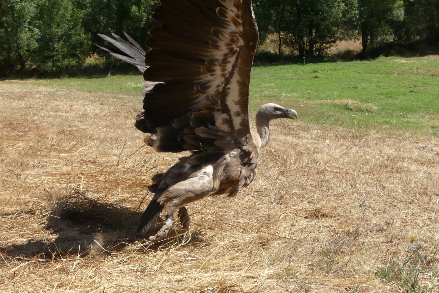 Projeto Sentinelas: mais trs grifos marcados no Douro Internacional reforam rede de monitorizao de ameaas para a fauna silvestre