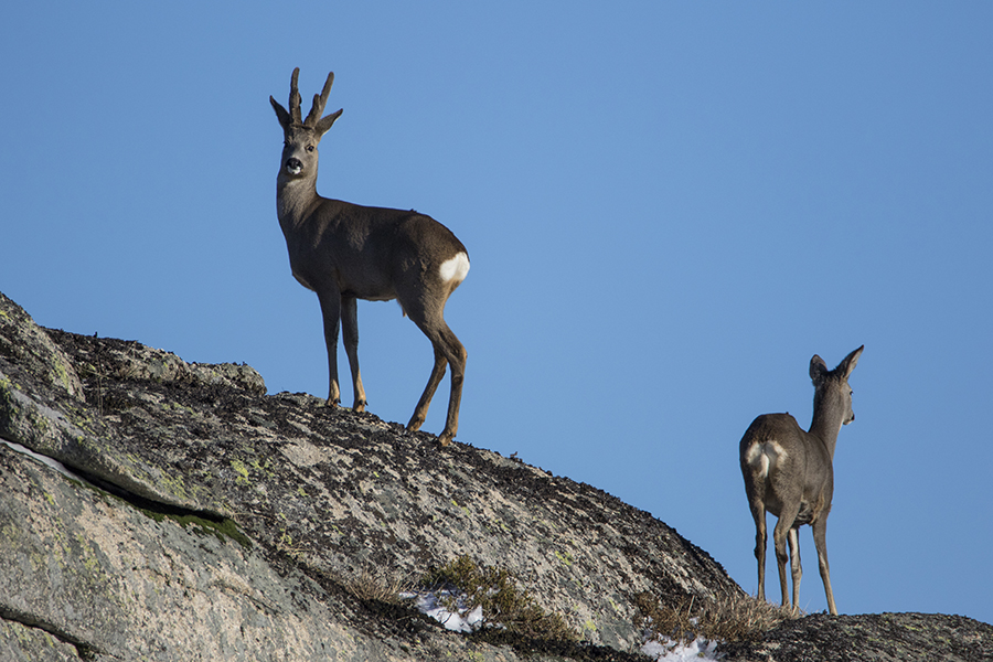 Rubrica 20 anos + 5 esp�cies de fauna | Cor�o