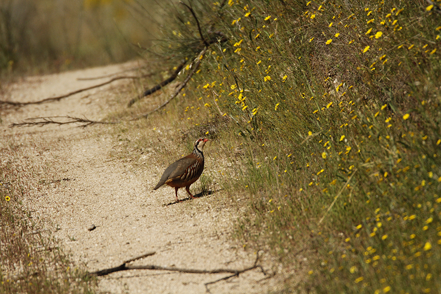 Rubrica 20 anos + 5 esp�cies de fauna | Perdiz-vermelha