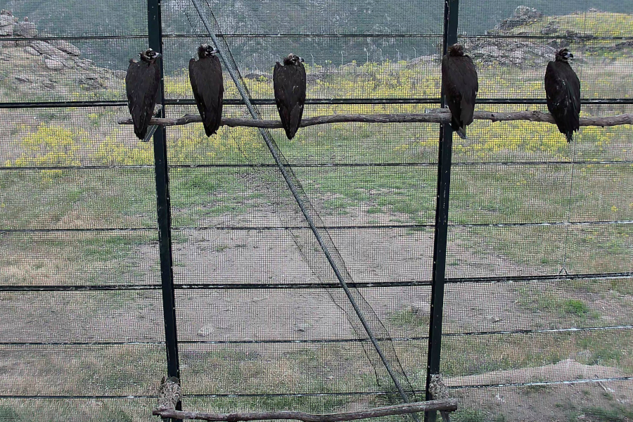Terceiro grupo de abutres-pretos devolvido à natureza no Douro Internacional para reforçar colónia transfronteiriça