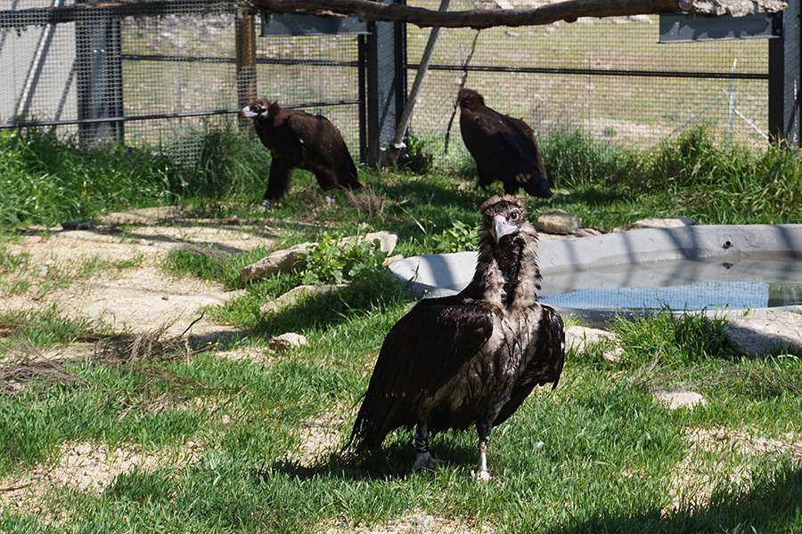 Third group of Cinereous Vultures begins acclimatisation in Douro Internacional, Portugal