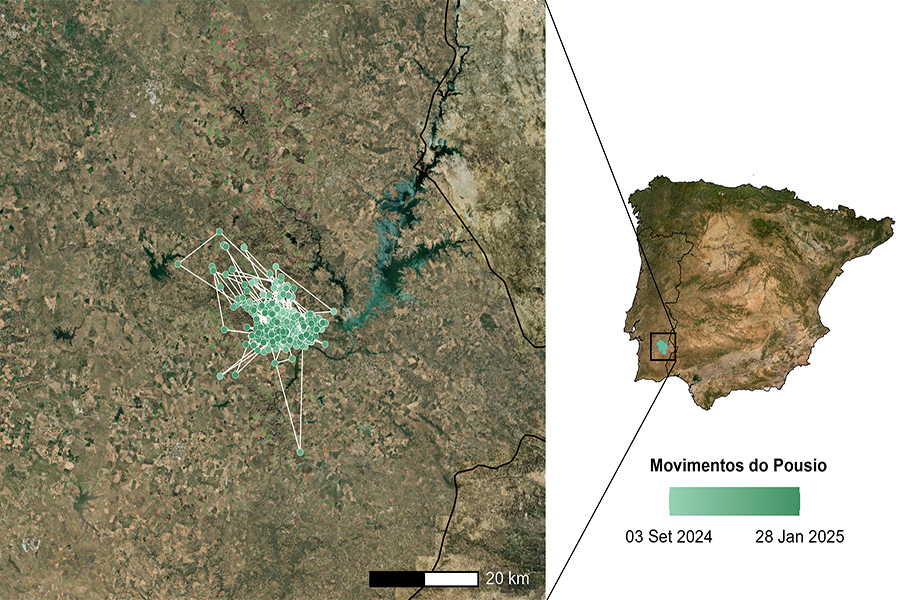 Tudo a postos para monitorizar a mais recente colónia de abutre-preto em Portugal