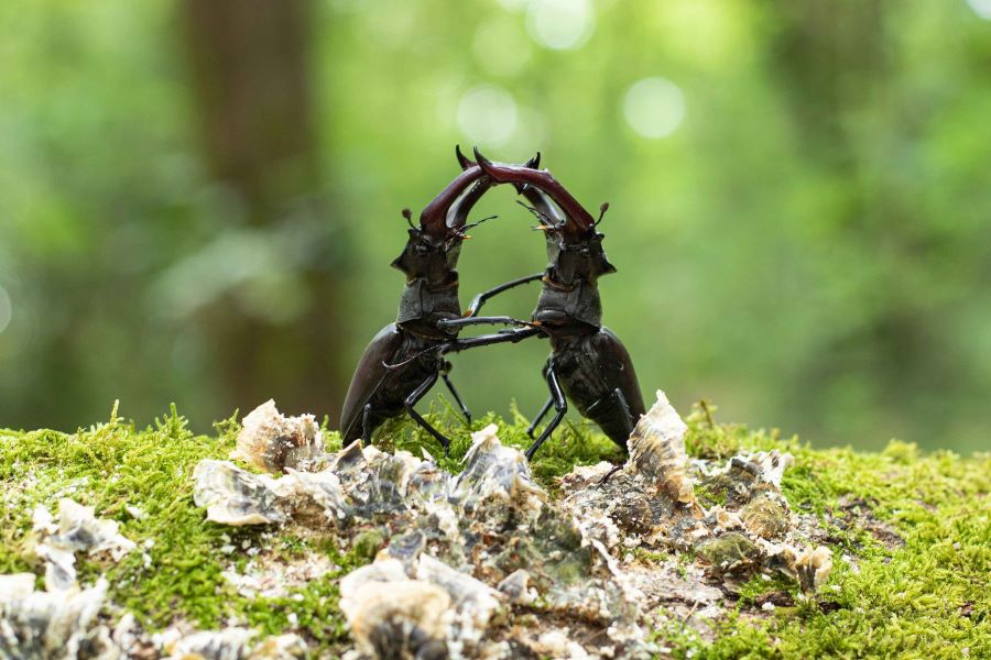 Vaca-loura: Palombar integra Rede de Embaixadores de projeto que estuda popula��o de escaravelho protegido