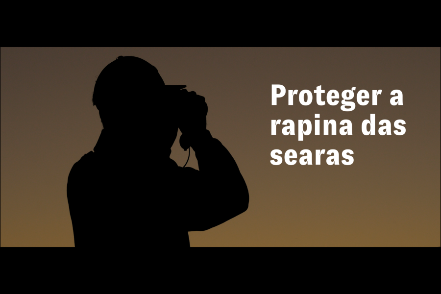 Document�rio sensibiliza para import�ncia de proteger o tartaranh�o-ca�ador e os servi�os que presta aos ecossistemas