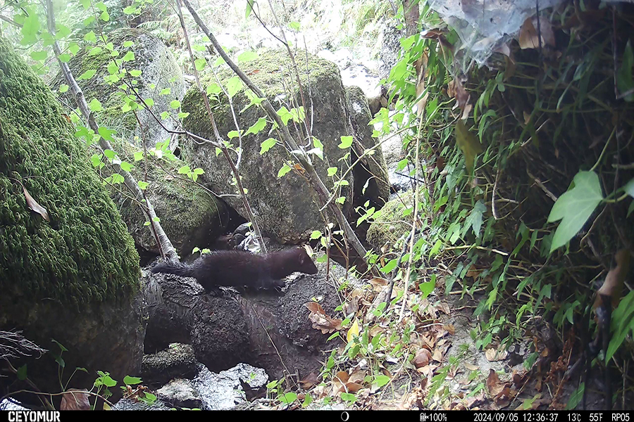 Visão-americano: espécie invasora detetada em todos os rios alvo de projeto no Parque Nacional da Peneda-Gerês